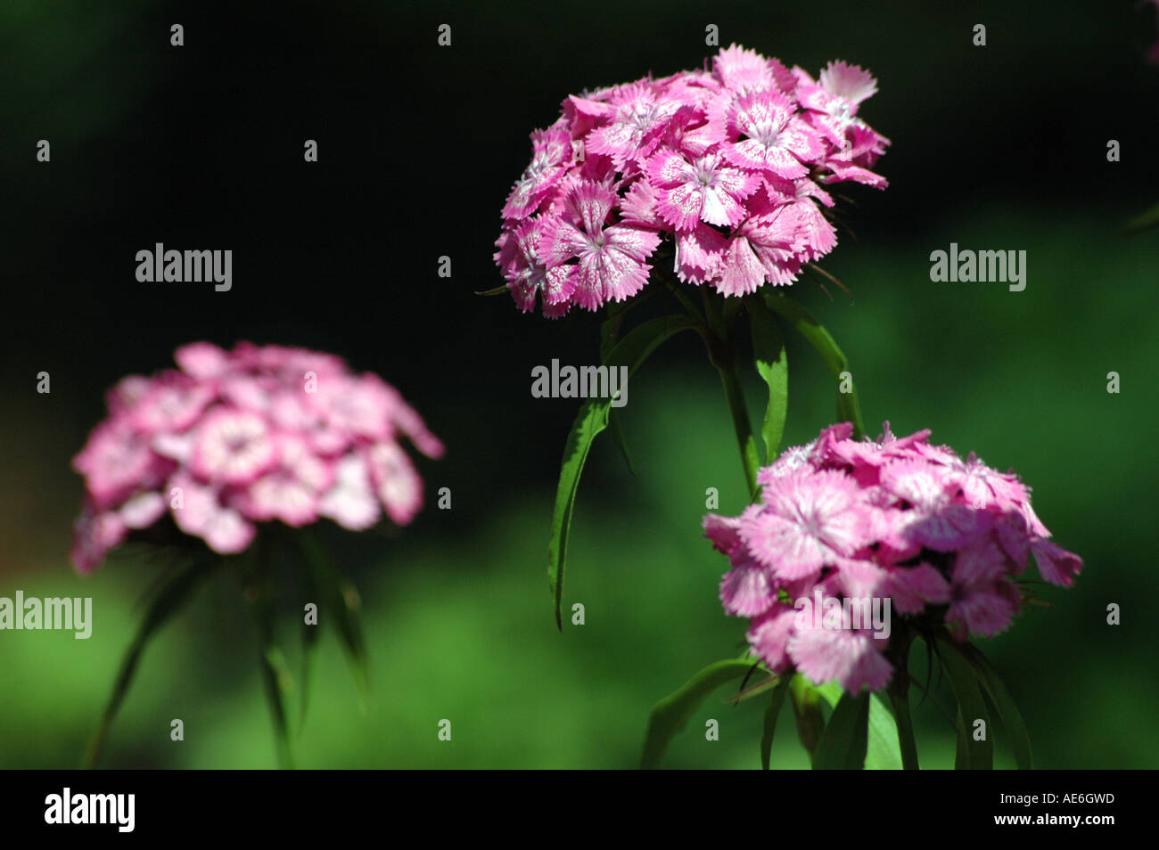 Dianthus compactus synonym Dianthus barbatus native plant form Bieszczady  mountains in Poland Stock Photo - Alamy