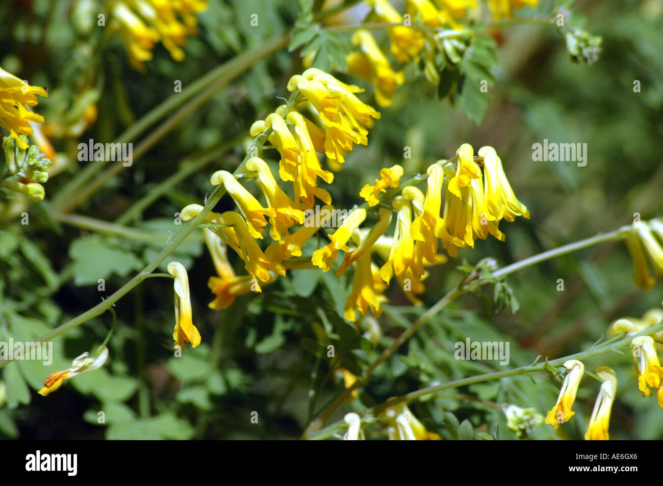 Yellow corydalis Corydalis lutea Stock Photo