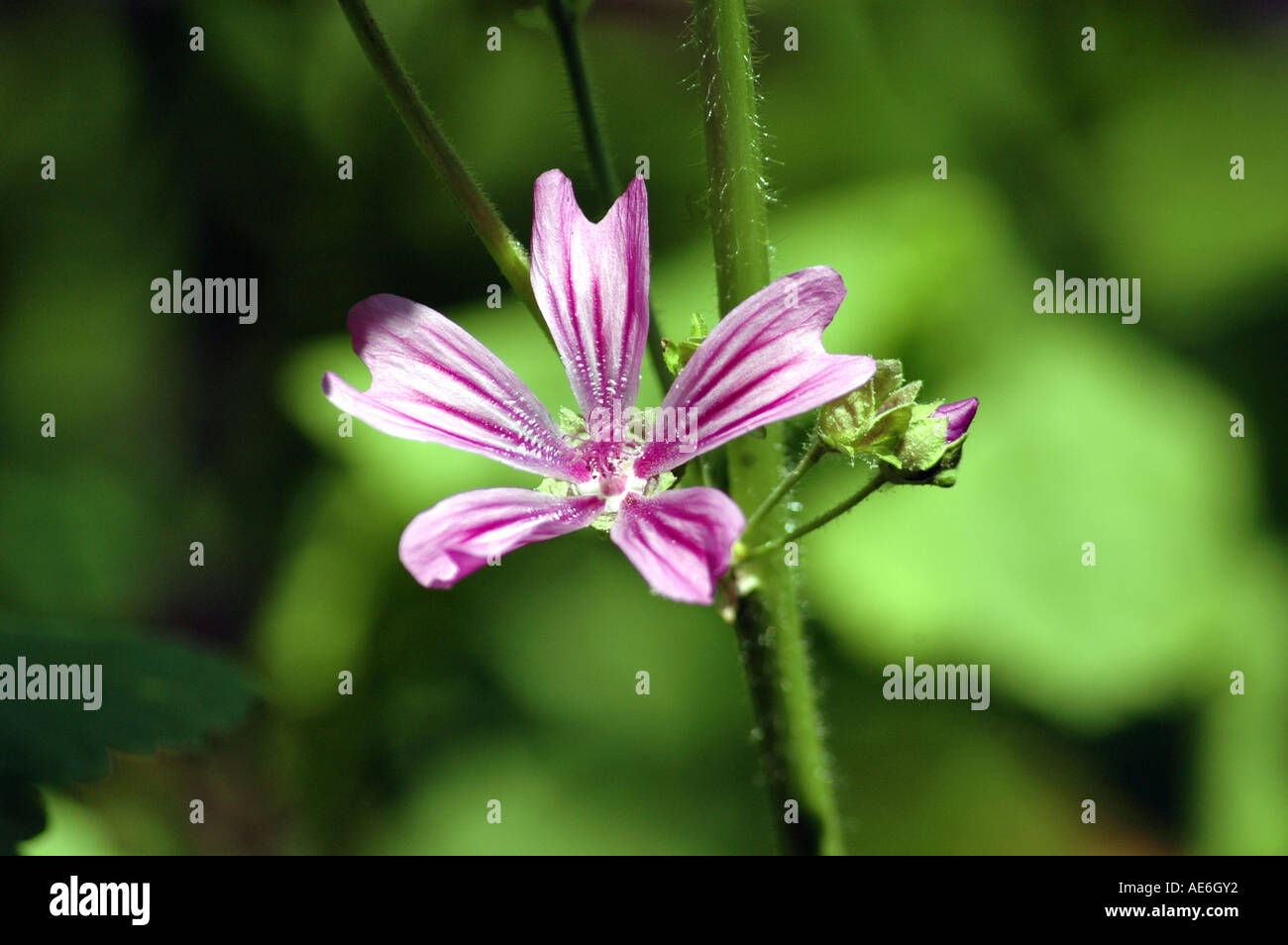 Small pink flowers of flax Stock Photo - Alamy
