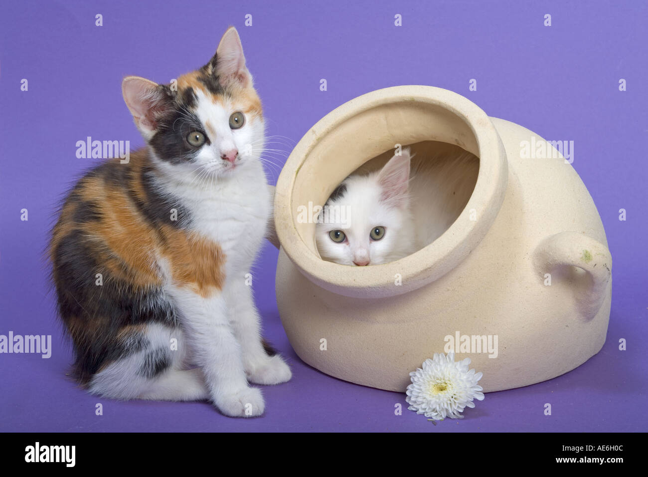 Turtle Shell Kitte Tortoiseshell kitten portrait Stock Photo - Alamy