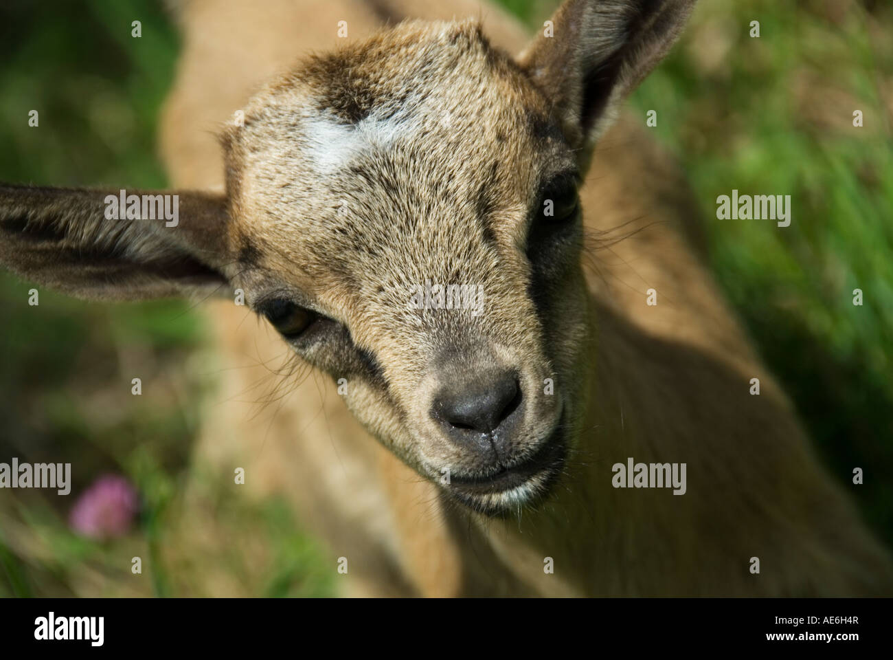 Free range pygmy goat hi-res stock photography and images - Alamy