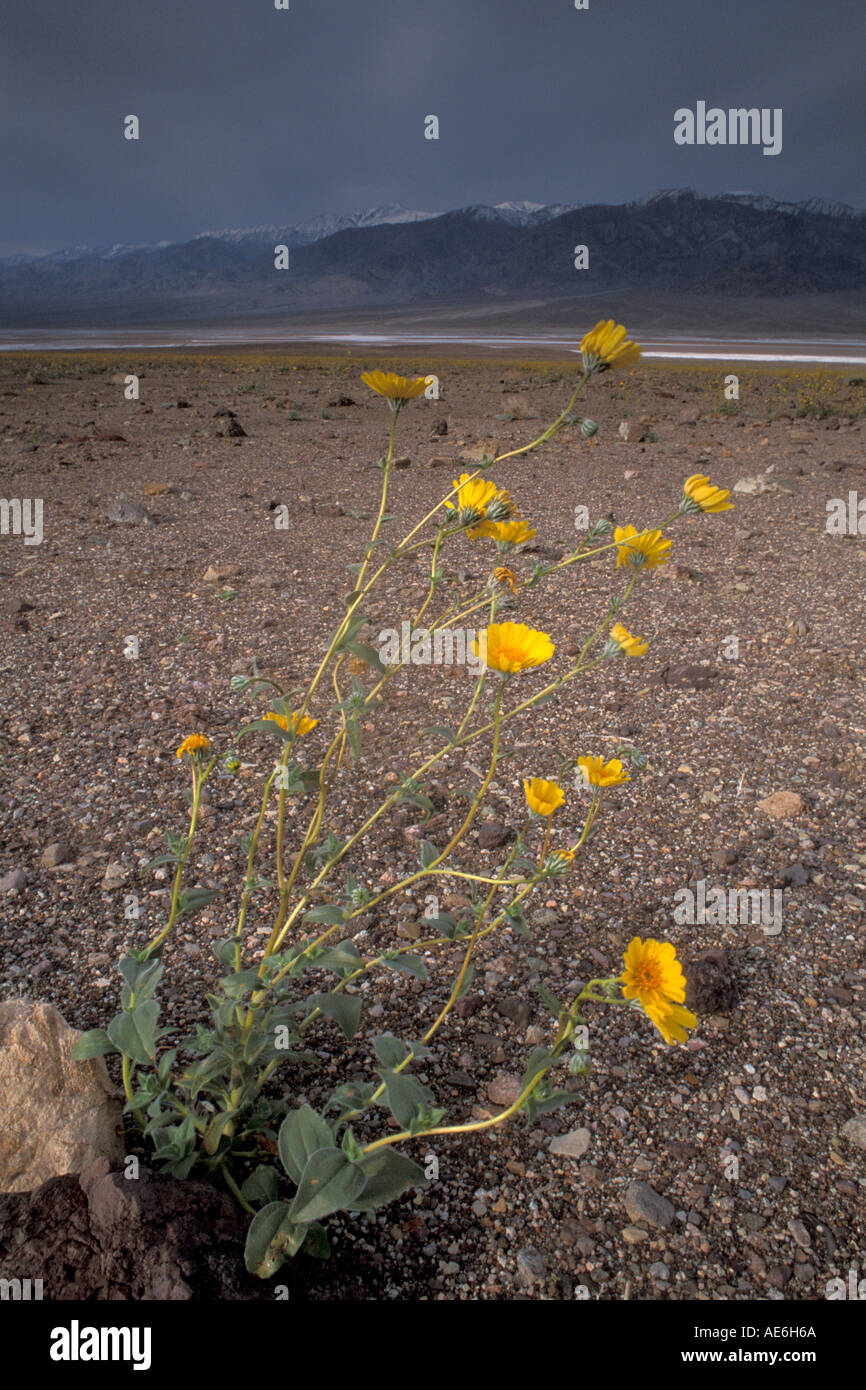 Storm clouds and wildflowers blooming in spring Death Valley National Park California Stock Photo