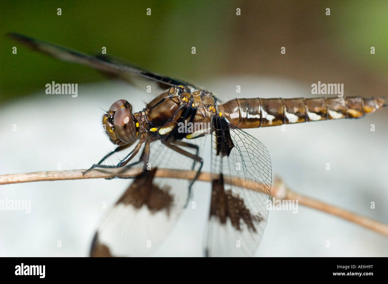 Twelve-spot Dragonfly at rest on a twig Stock Photo