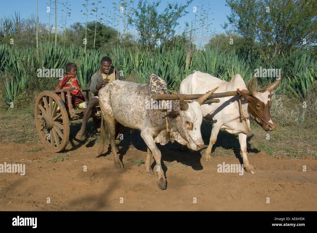 Androy man and son with oxcart, Berenty Reserve, Southern Madagascar Stock Photo