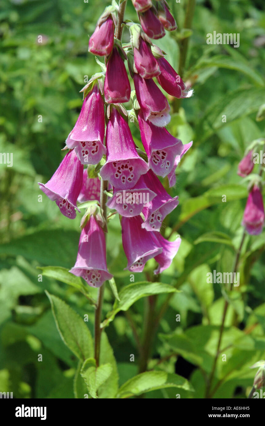 Common Foxglove Digitalis purpurea also called Purple Foxglove Stock ...