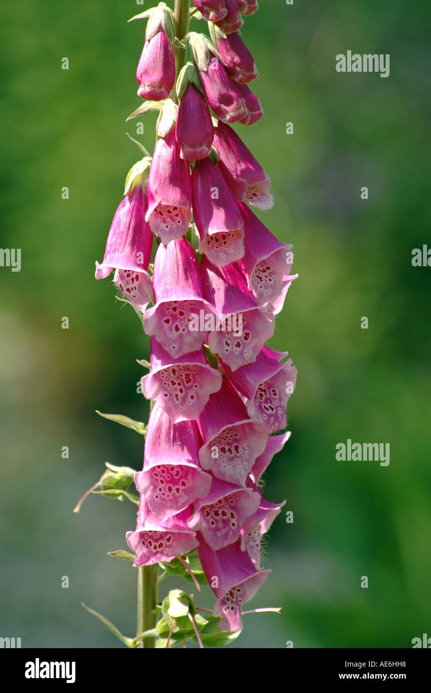 Common Foxglove Digitalis purpurea also called Purple Foxglove Stock ...