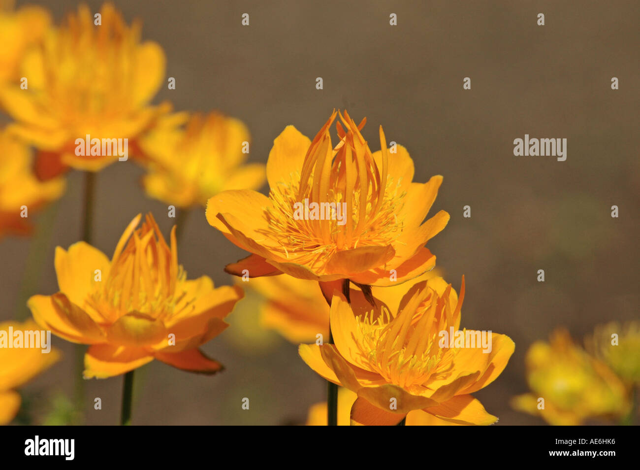 Golden Chinese Globeflowers Trollius chinensis Stock Photo