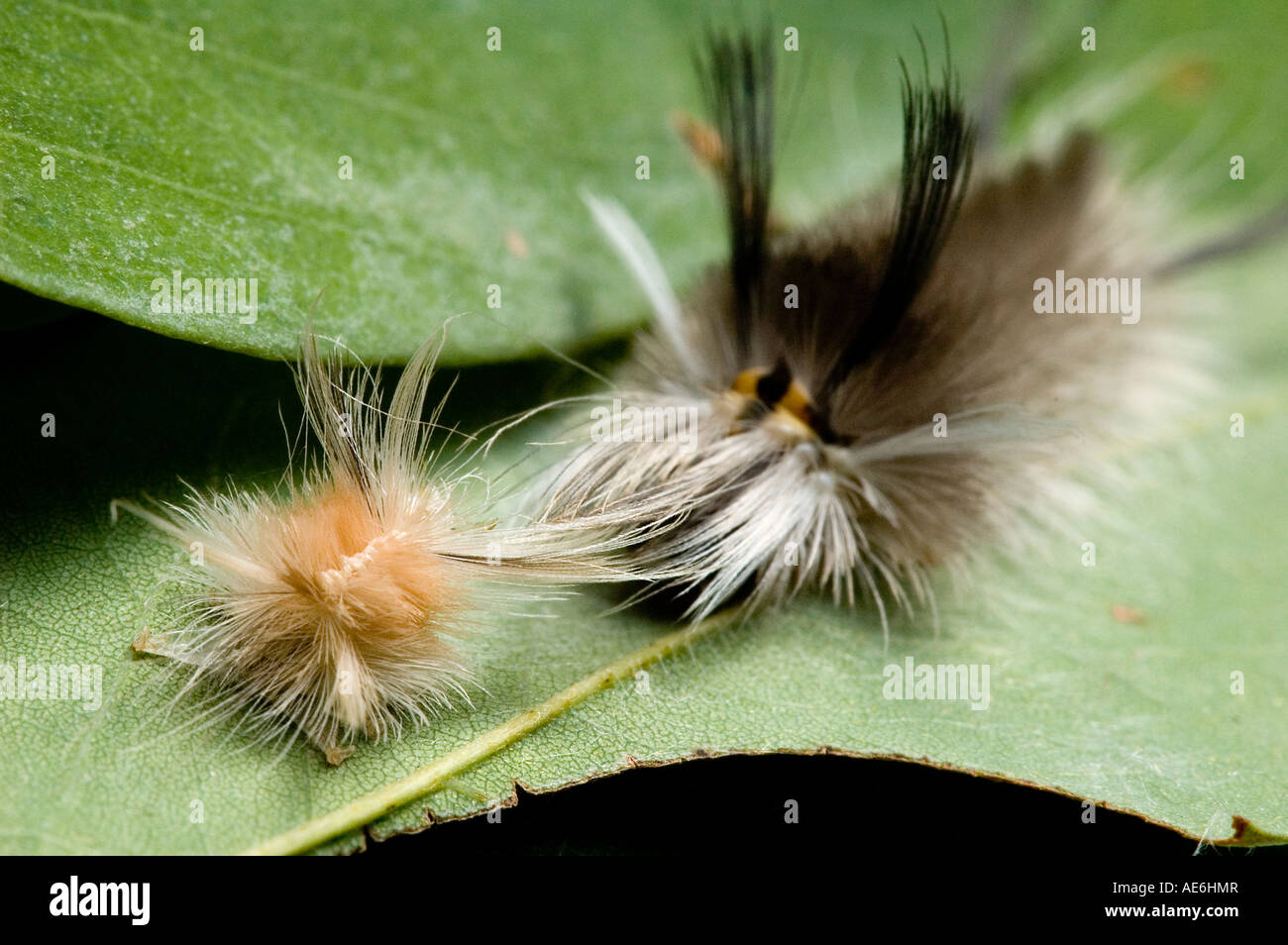 Furry caterpillars on a leaf Stock Photo