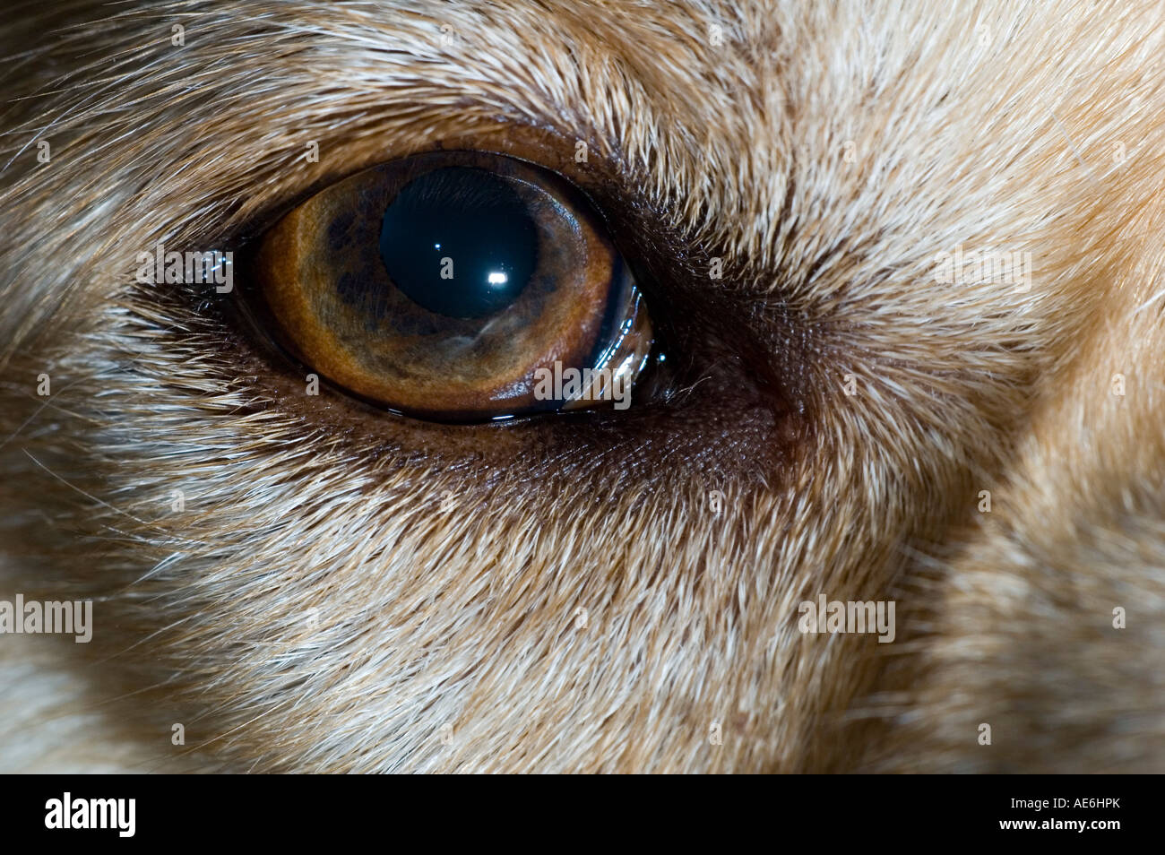Eye of a golden labrador dog Stock Photo