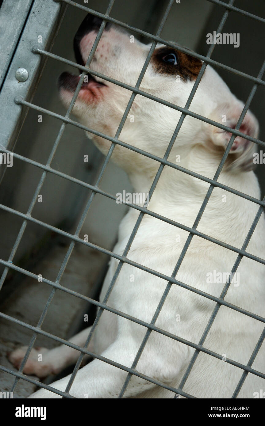 Unwanted dogs left at RSPCA kennels Stock Photo Alamy