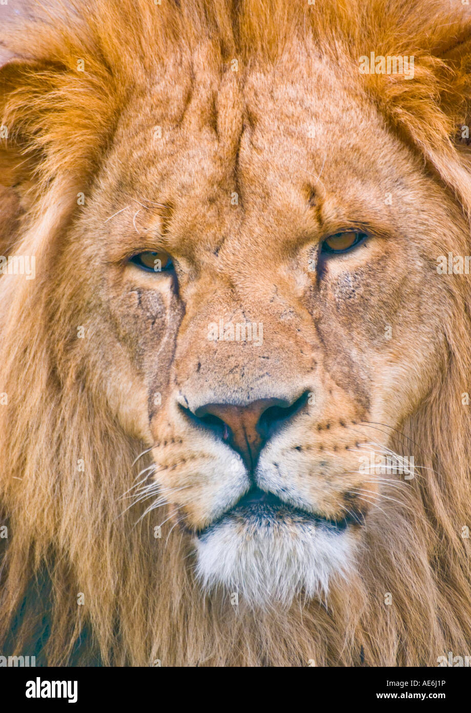 African lion portrait hi-res stock photography and images - Alamy