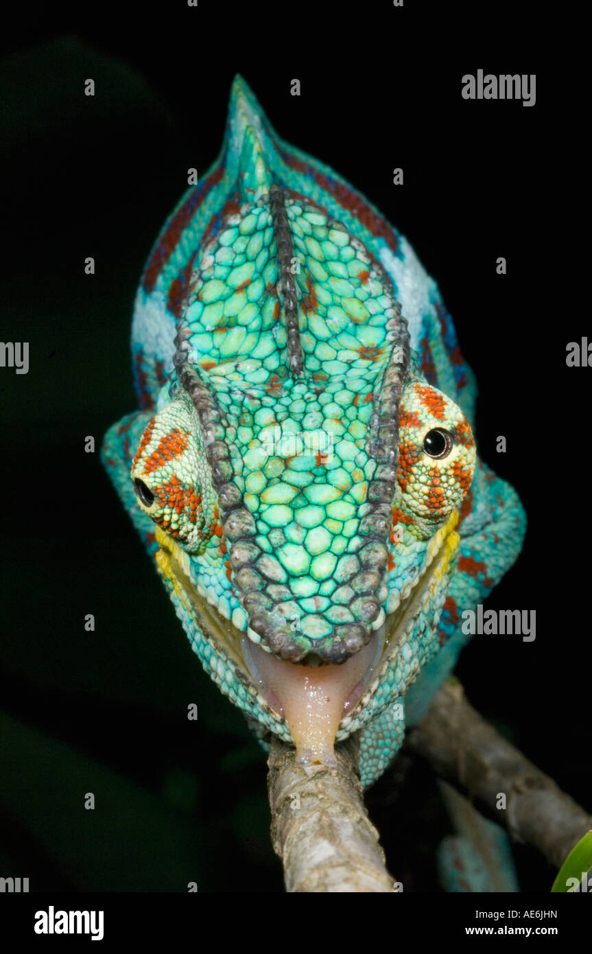Panther Chameleon (Furcifer pardalis) Male Ankarana National Park, Madagascar Stock Photo