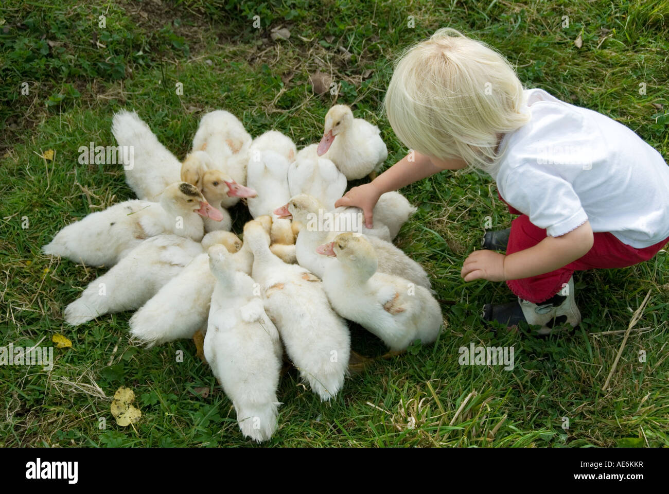 Image of a Little Girl Playing With Ducklings Stock Photo Alamy