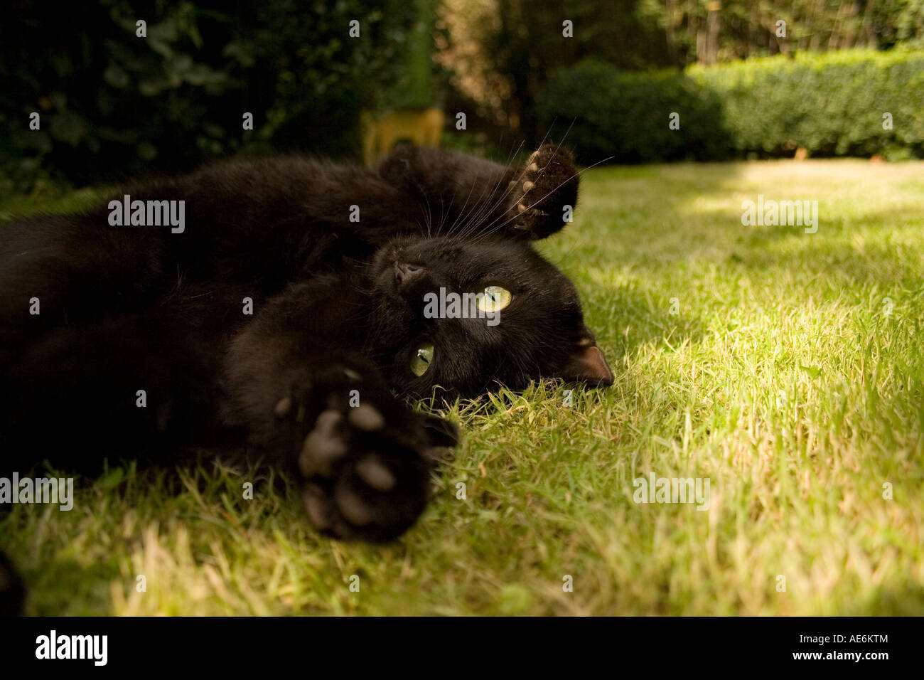 Black cat lying on grass hi-res stock photography and images - Alamy
