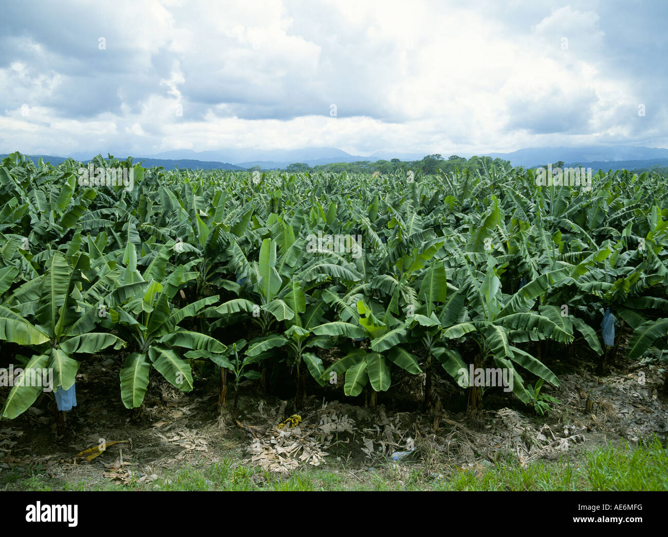 Banana plantation costa rica hires stock photography and images Alamy