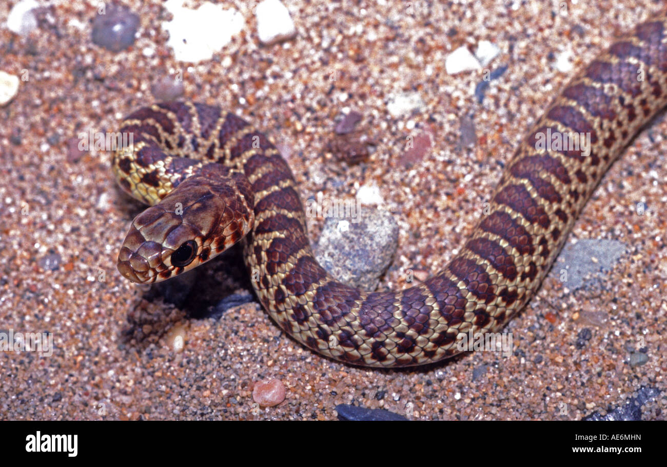 juvenile racer snake Coluber constrictor in San Francisco California Stock Photo