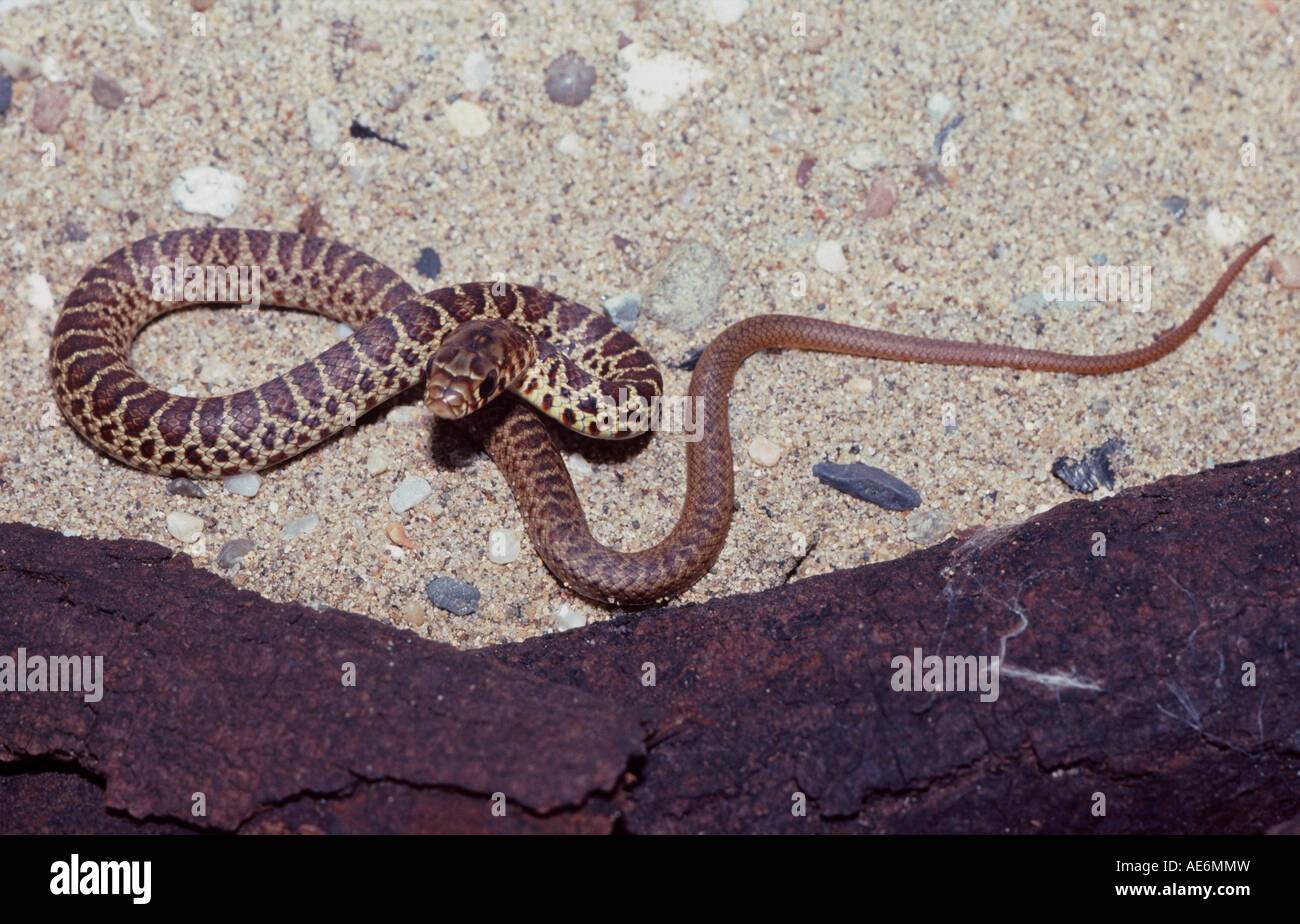 juvenile racer snake Coluber constrictor in San Francisco California Stock Photo