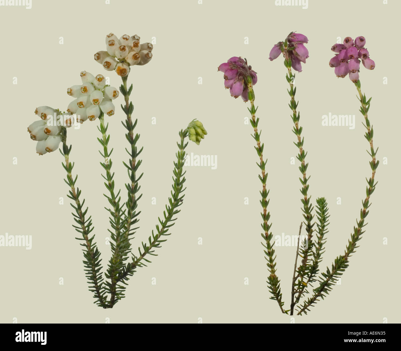 Cross-leaved Heath.  Rare white variety normal pink colour Surrey England July Stock Photo