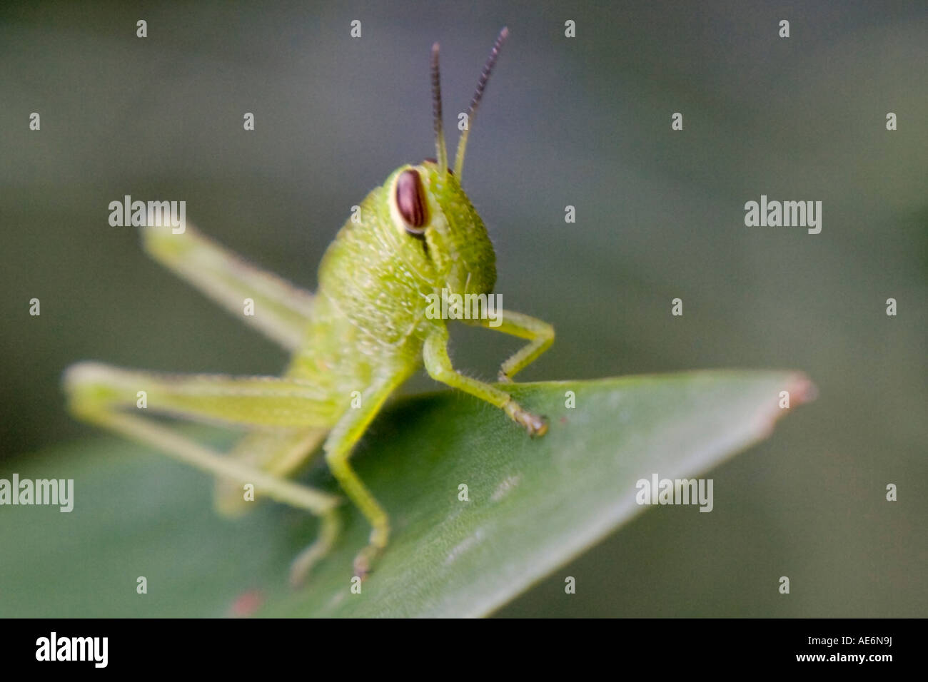 Green Grasshopper - juvenile Stock Photo