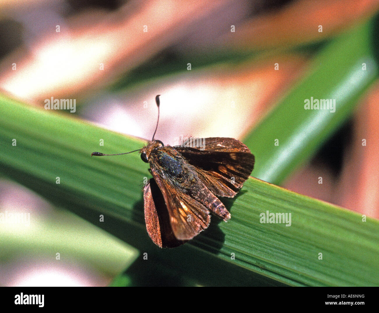 butterfly resting on a plant in a garden in San Francisco California Stock Photo