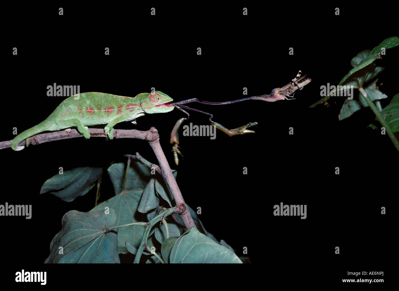 CHAMELEON Chameleo sp MADAGASCAR Caméléon capturant sa proie stroboscopic picture MADAGASCAR Stock Photo