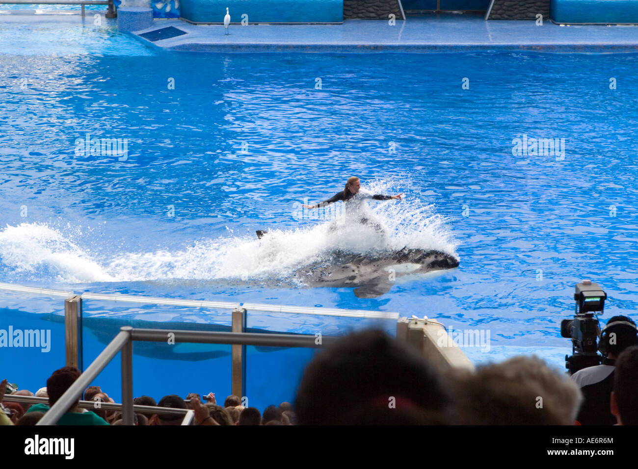 Shamu the Killer Whale with a Trainer skiing on its Back Stock Photo