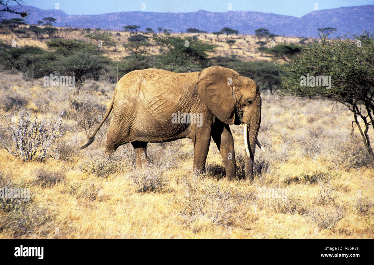 An African Elephant in Samburu Game Reserve, Kenya. Stock Photo