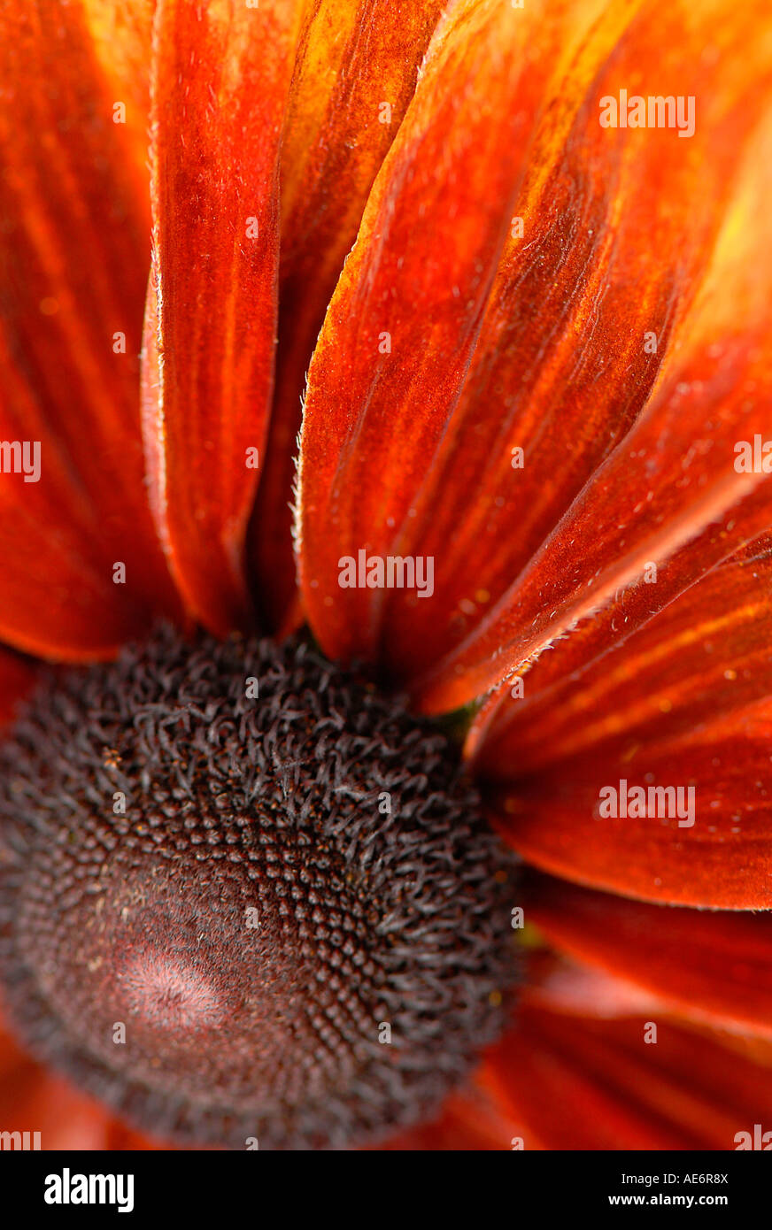 The colourful, colorful, flowerhead of Rudbeckia 'Marmalade common name
