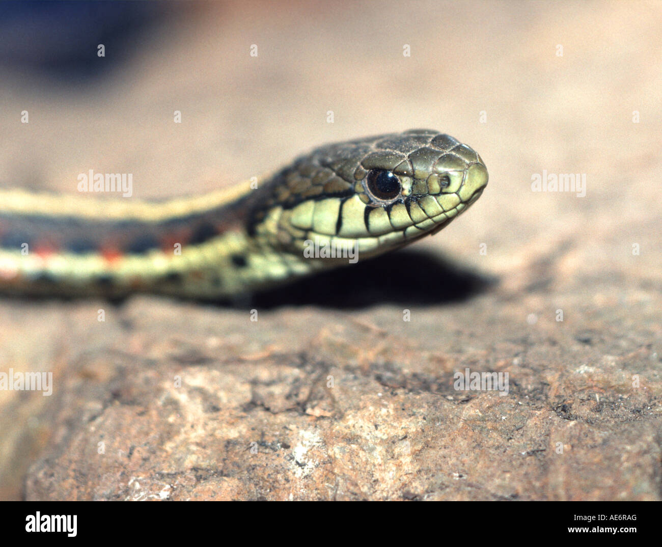 Western garter snake Thamnophis elegans in San Francisco California ...