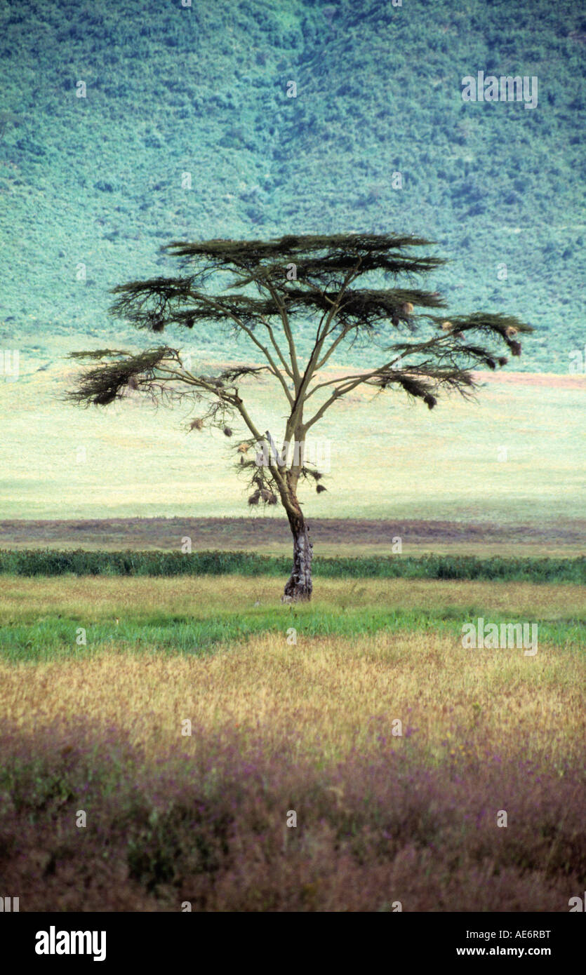 African Acacia tree in Ngorongoro Conservation Area, Tanzania Stock