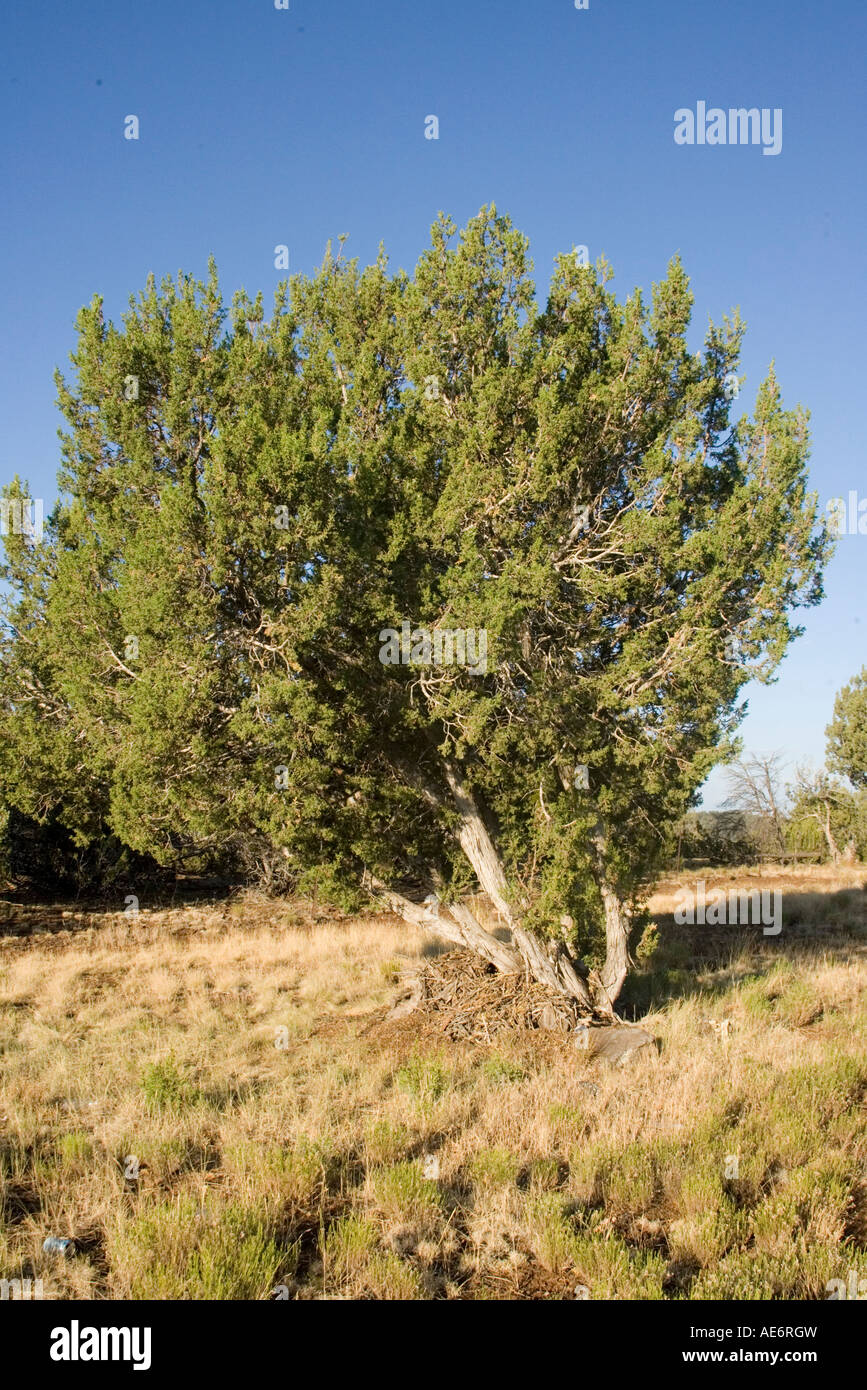 Oneseed Juniper Juniperus monosperma near Showlow Arizona United States 17 July Cupressaceae Stock Photo