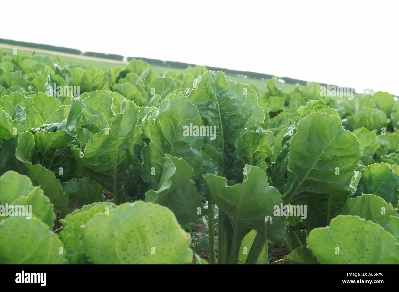 young Sugar Beet crop Seedling Beta vulgaris L Biobutanol, Stock Photo