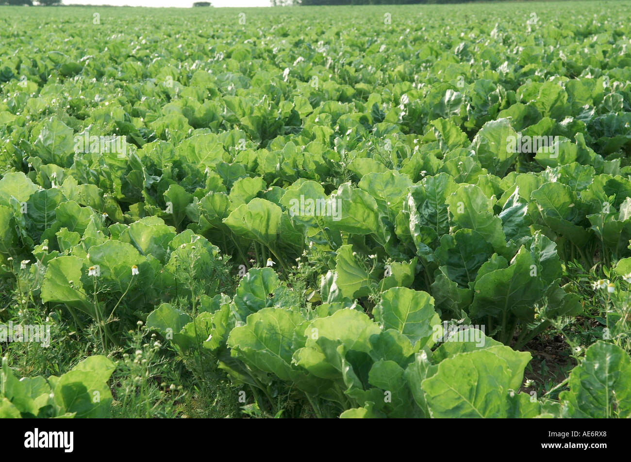 young Sugar Beet crop Seedling Beta vulgaris L Stock Photo