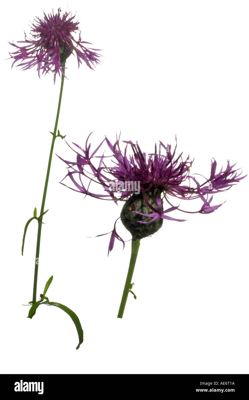 Knapweed cut out hi-res stock photography and images - Alamy