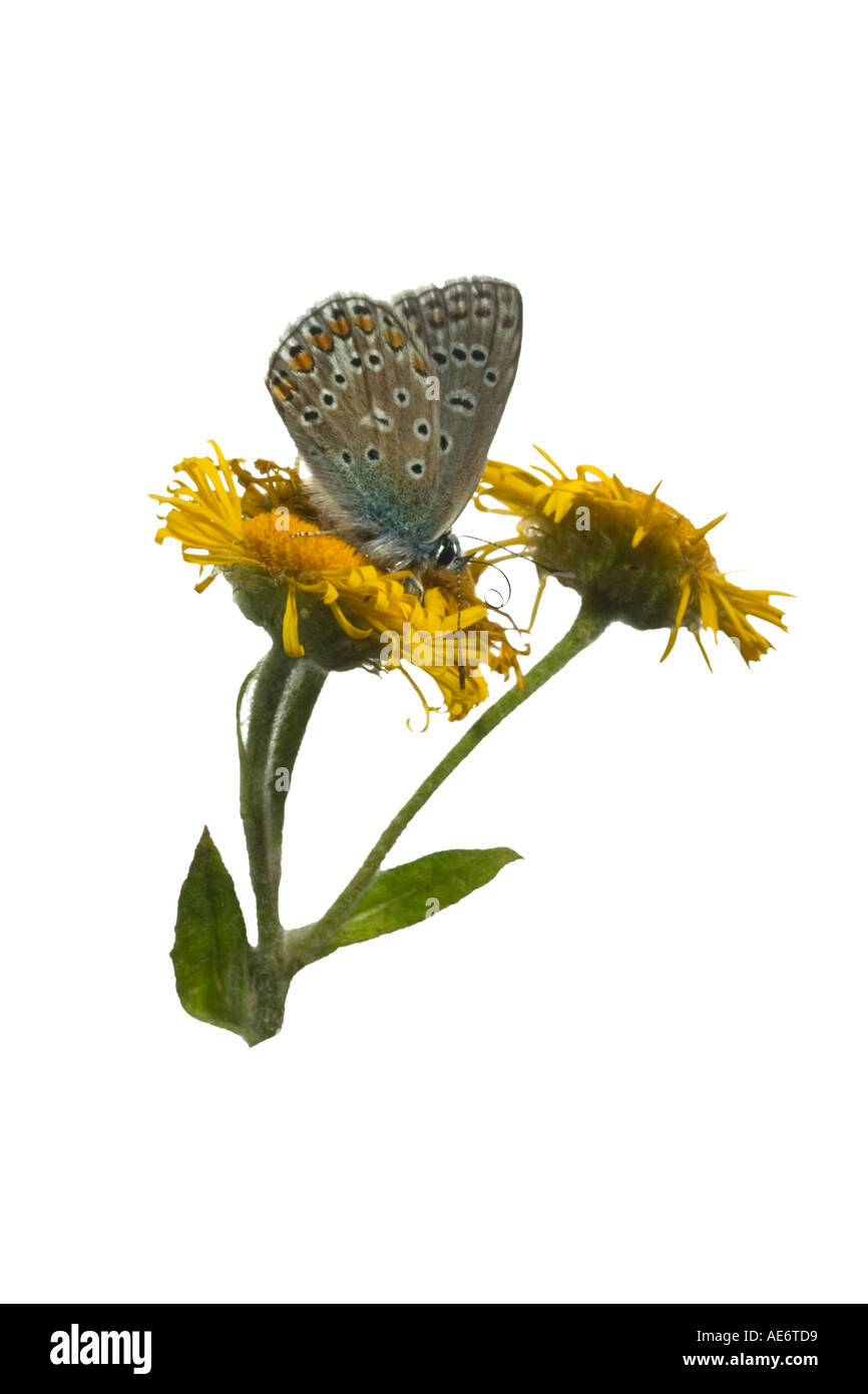 Common Blue. Male underwing showing feeding tongue extended Feeding on Common fleabane Surrey England August Stock Photo