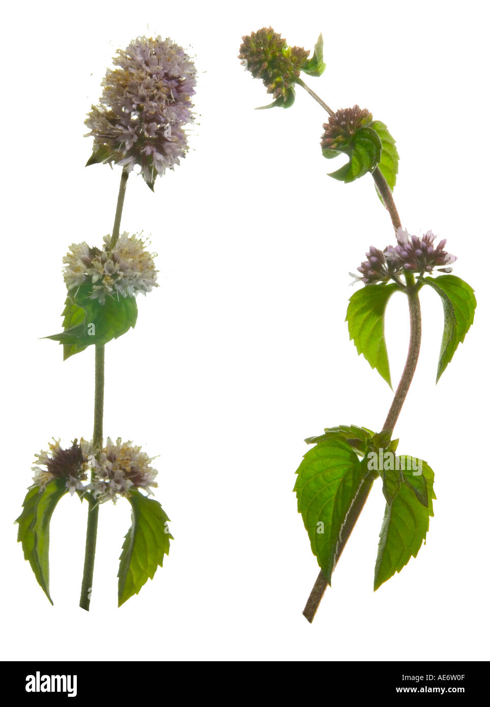 Water Mint cutout. Full Plant in flower Surrey England August Stock Photo