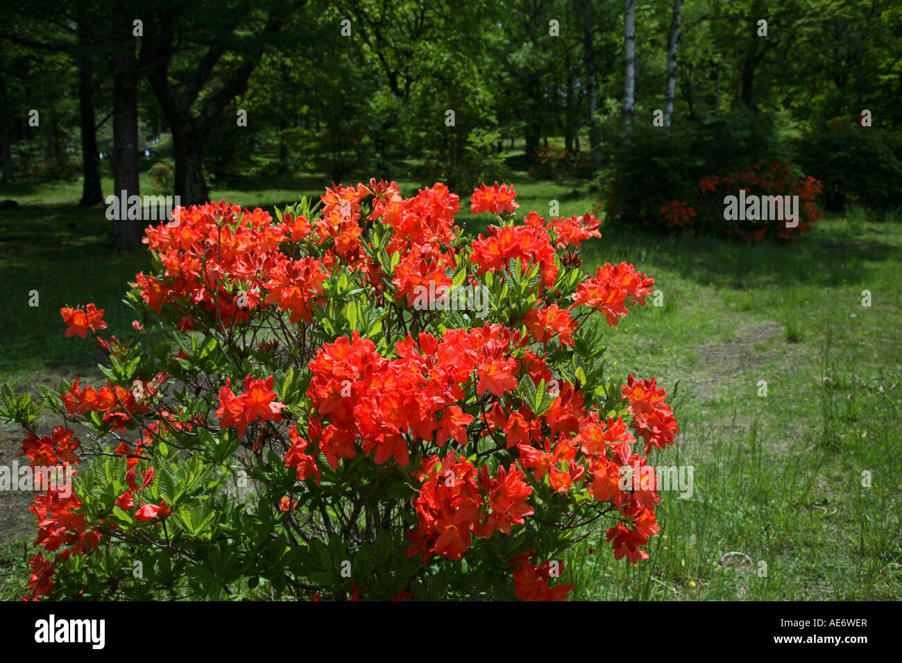 Rhododendron japonicum at Yachiho Nagano Japan Asia Stock Photo - Alamy