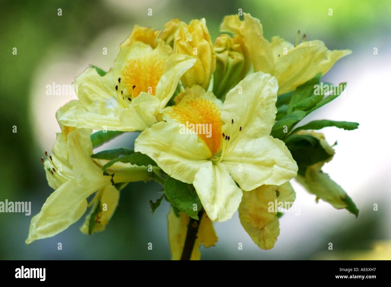 RHODODENDRON LUTEUM Yellow Rhododendron Flower Stock Photo