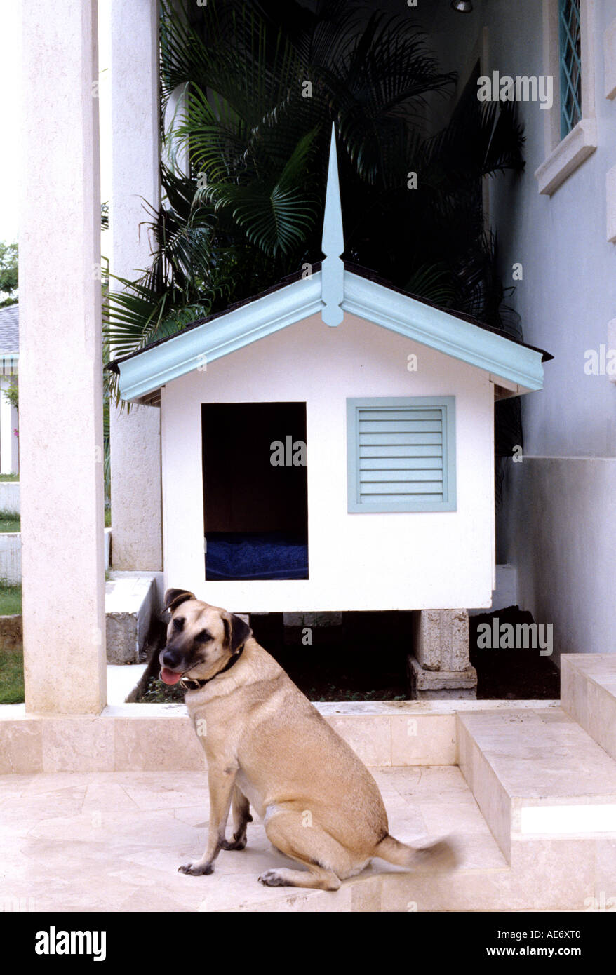 Dog sitting in front of his kennel Stock Photo