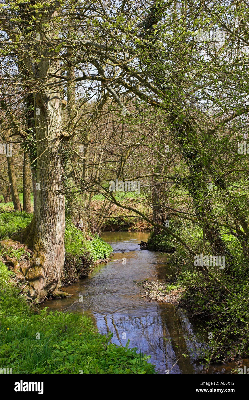 Ashdown Forest Stream Stock Photo