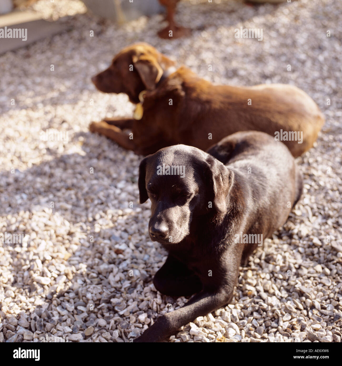 Two Labradors relaxing in the sun Stock Photo