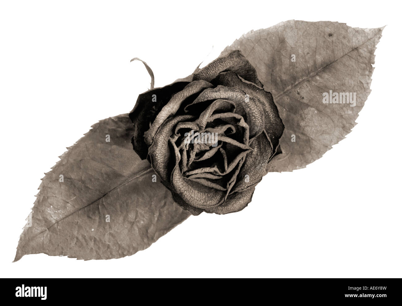 Closeup of a withered rose Stock Photo - Alamy