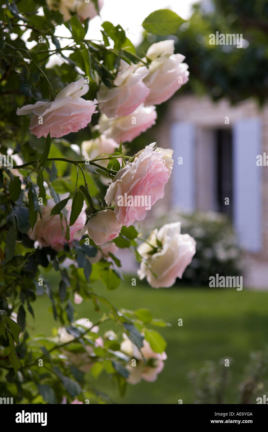 pink roses var. Pierre Ronsard in a garden in Provence Stock Photo