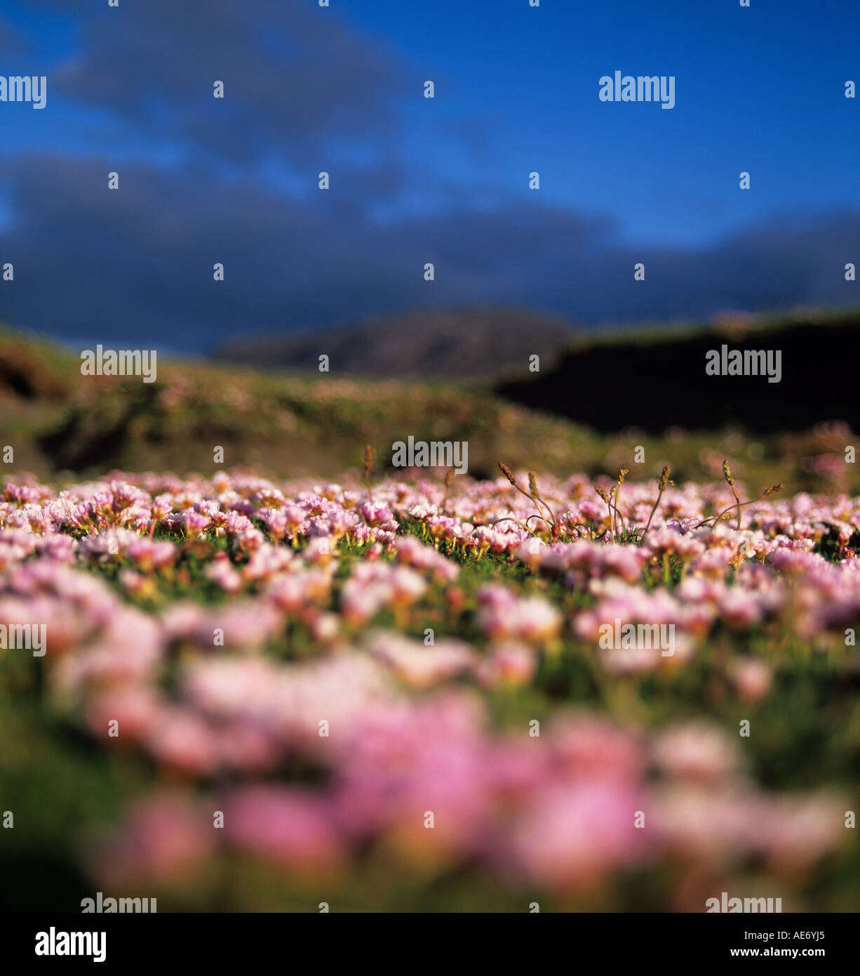 Pink sea thrift growing at Seilebost on Harris Stock Photo