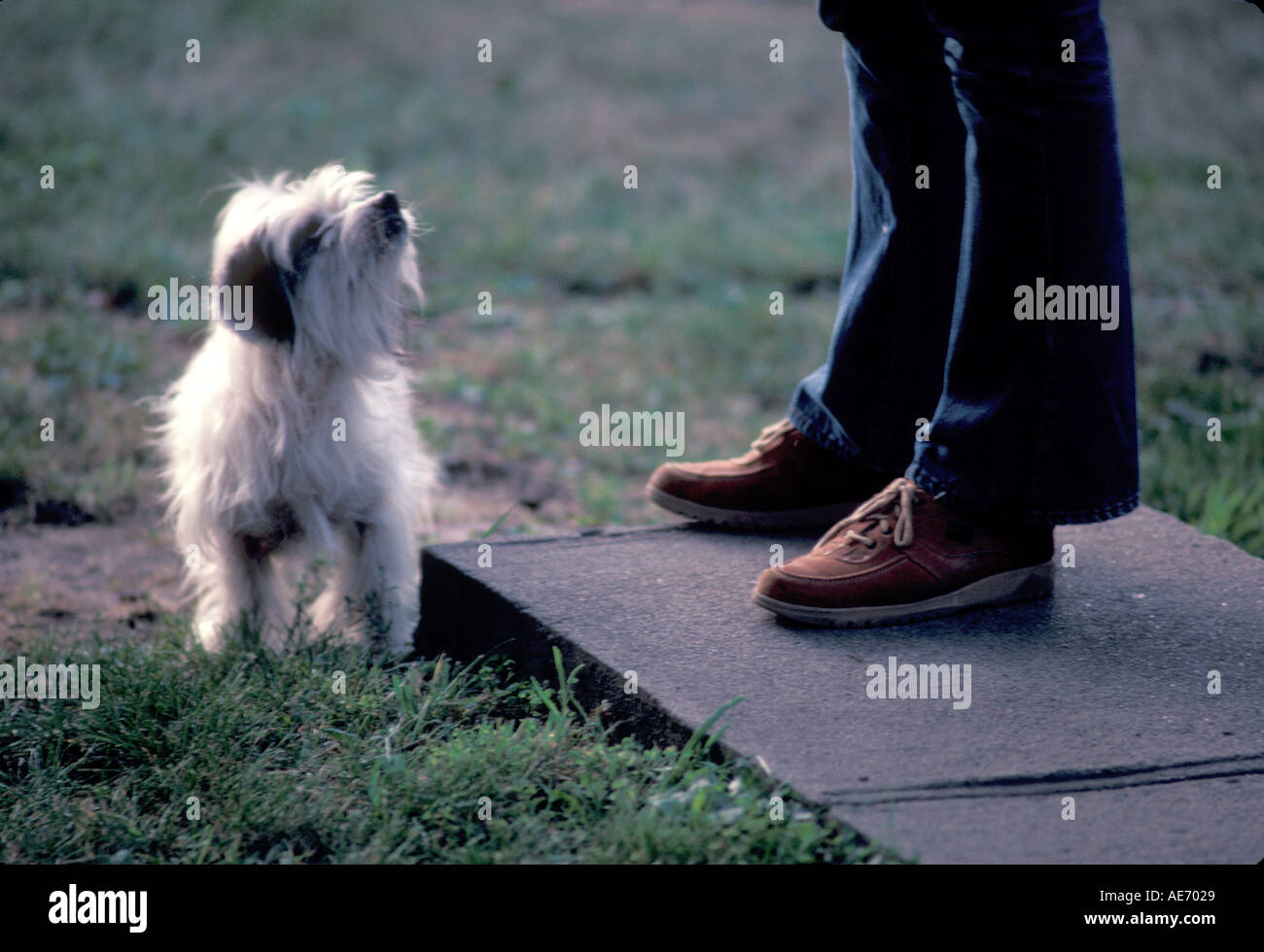 Dog looking at owner Stock Photo