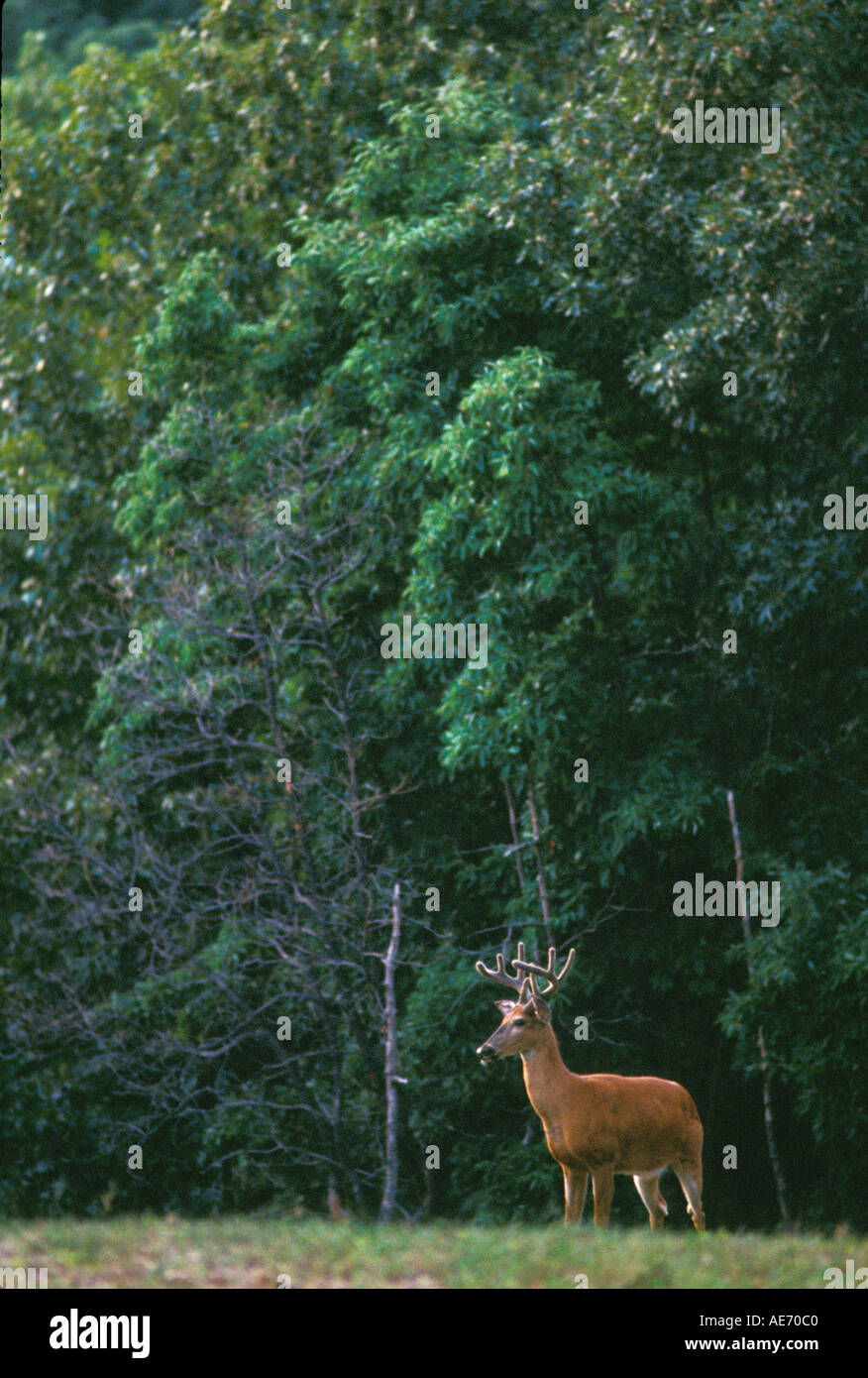 Mule Deer #1 Archery Target DM215 - 32x25 Inch Weather Proof Durable Practice Target