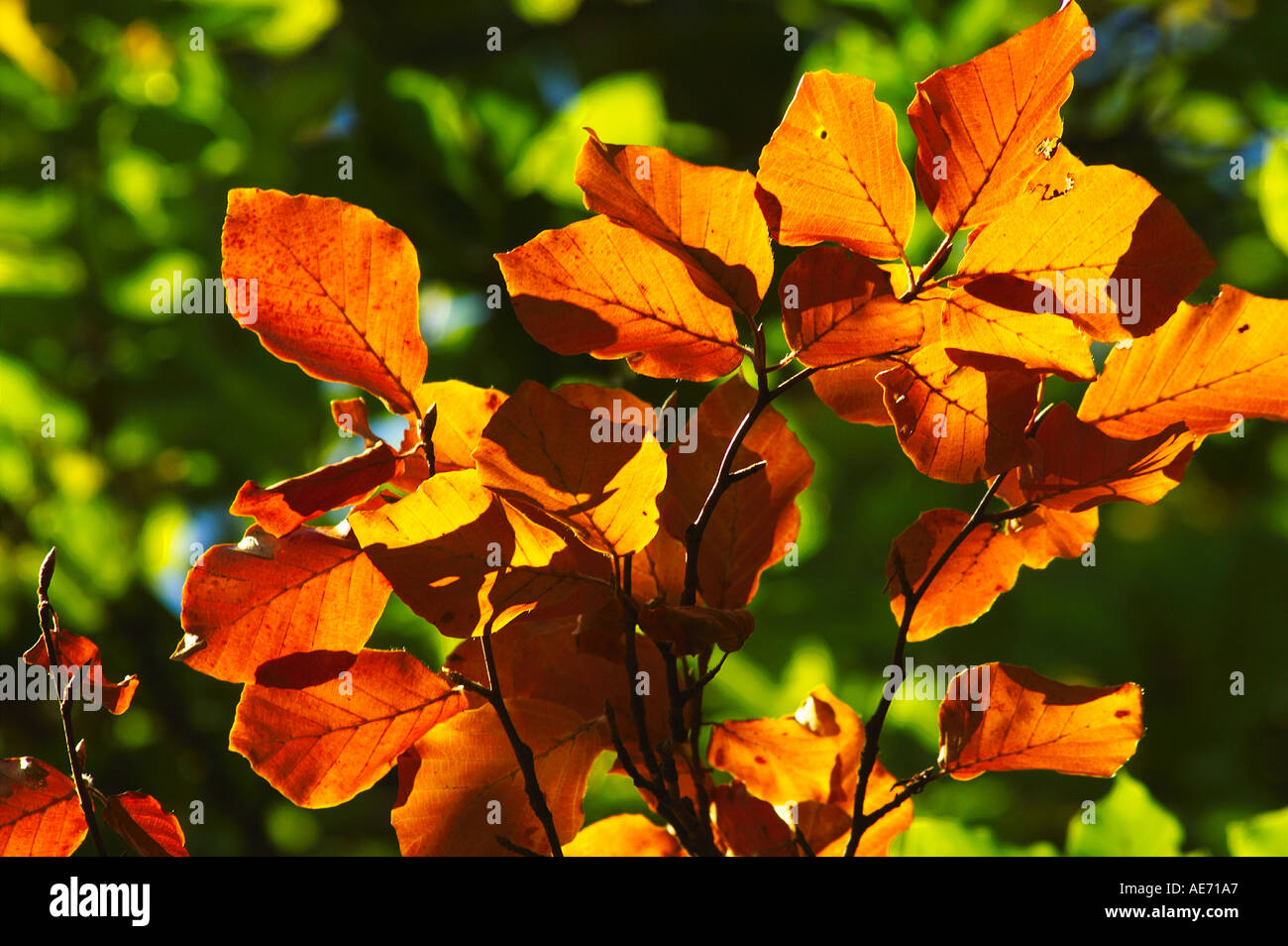 Red beech tree leaves hi-res stock photography and images - Alamy