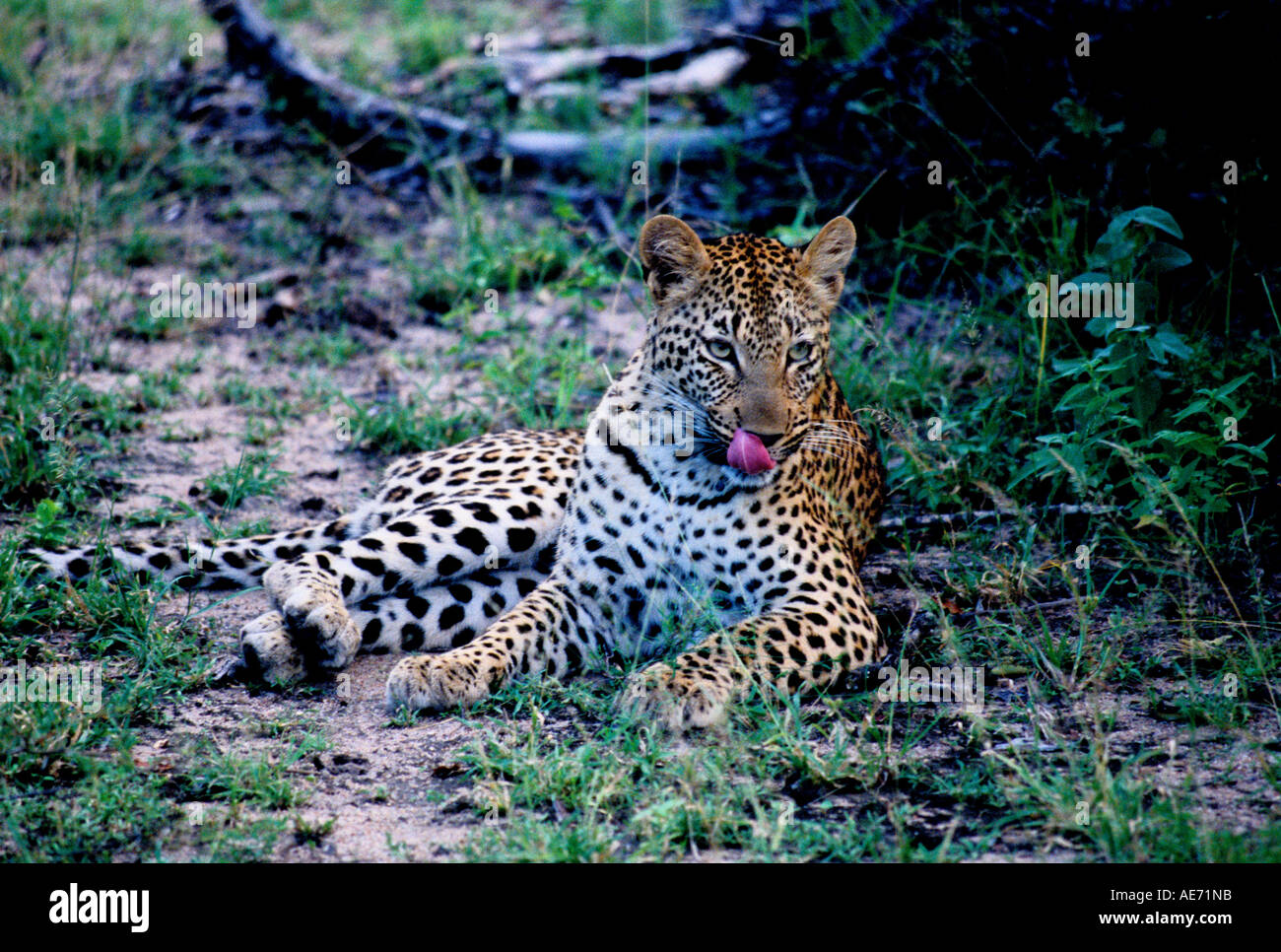 Leopard at Idube private reserve in Sabi Sands area of Kruger National Park, South Africa Stock Photo