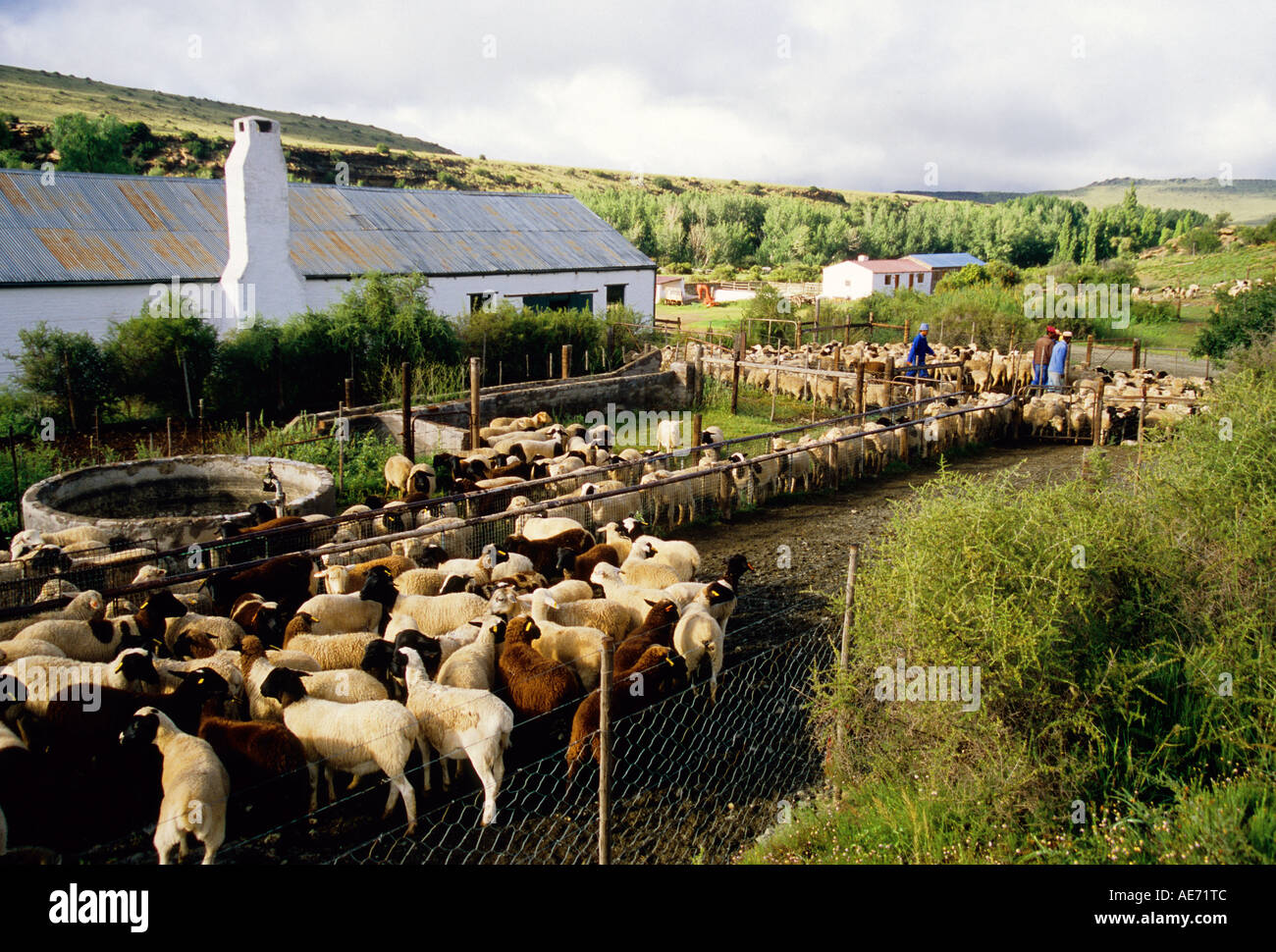 Sheep farm in the Groot Karoo near Nieu Bethesda, Eastern Cape, South Stock Photo 7765067 Alamy