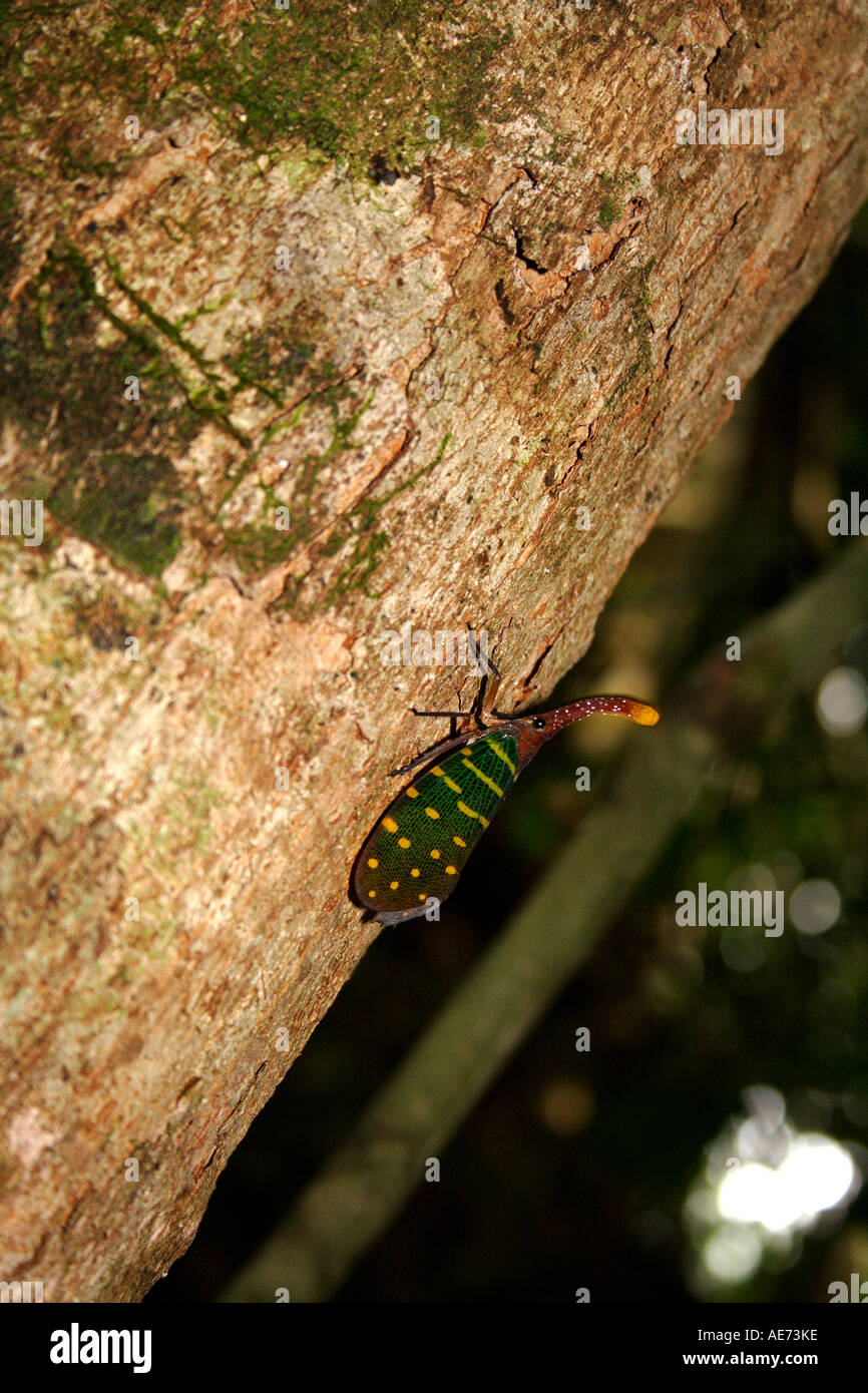 Lantern bug on a tree, Lyktstrit, Insect, Gunung Gading National Park Kuching, Sarawak, Borneo, Malaysia. Stock Photo